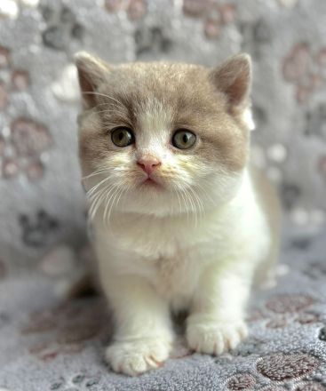 BKH Kätzchen aus Vereinszucht mit Stammbaum