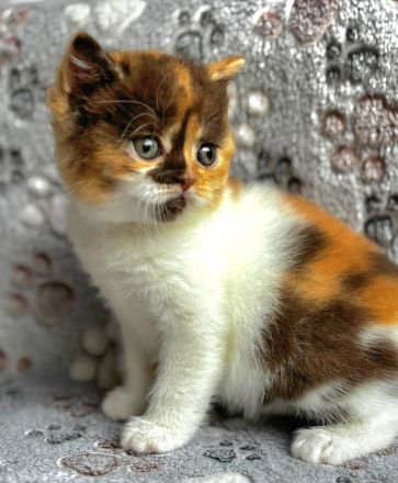 BKH Kätzchen aus Vereinszucht mit Stammbaum