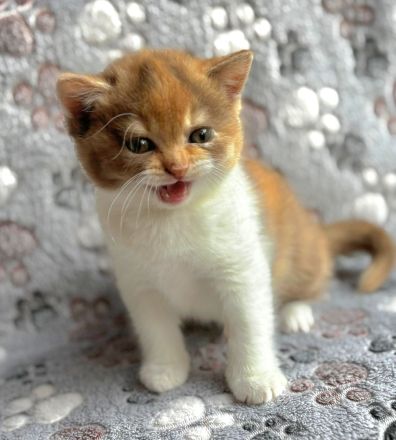 BKH Kätzchen aus Vereinszucht mit Stammbaum