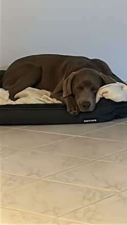 Labrador Retriever, 6 Monate