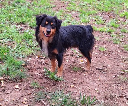 Miniature Australian Shepherd Deckrüde USA Import