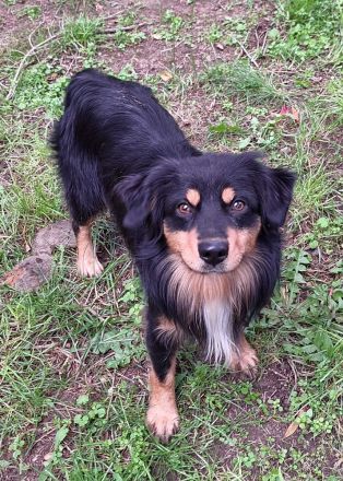 Miniature Australian Shepherd Deckrüde USA Import