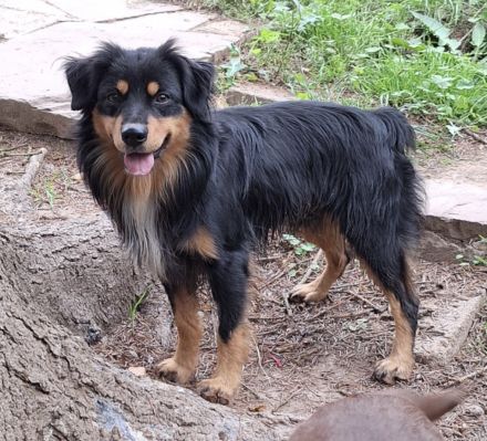 Miniature Australian Shepherd Deckrüde USA Import