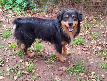 Miniature Australian Shepherd Deckrüde USA Import