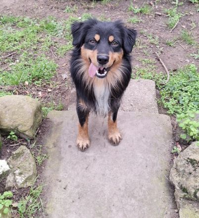 Miniature Australian Shepherd Deckrüde USA Import