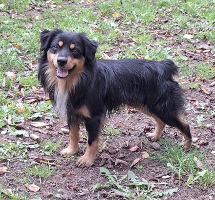 Miniature Australian Shepherd Deckrüde USA Import