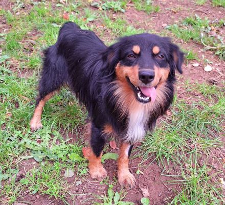 Miniature Australian Shepherd Deckrüde USA Import