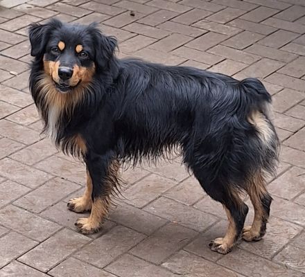 Miniature Australian Shepherd Deckrüde USA Import