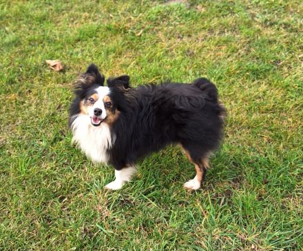 Toy Miniature Australian Shepherd Deckrüde Import