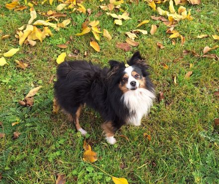 Toy Miniature Australian Shepherd Deckrüde Import