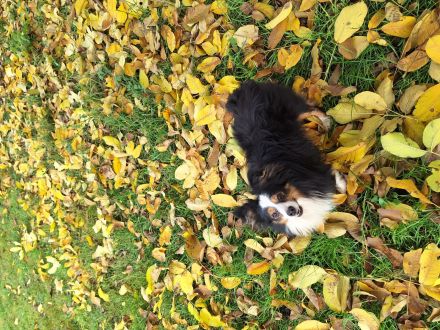 Toy Miniature Australian Shepherd Deckrüde Import