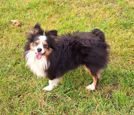 Toy Miniature Australian Shepherd Deckrüde Import