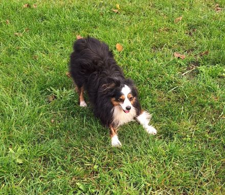 Toy Miniature Australian Shepherd Deckrüde Import