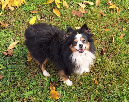 Toy Miniature Australian Shepherd Deckrüde Import