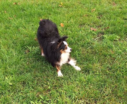 Toy Miniature Australian Shepherd Deckrüde Import