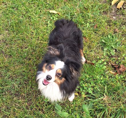 Toy Miniature Australian Shepherd Deckrüde Import