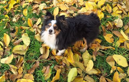 Toy Miniature Australian Shepherd Deckrüde Import