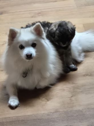 Doodle Toypudel und Pomsky Abgabebereit