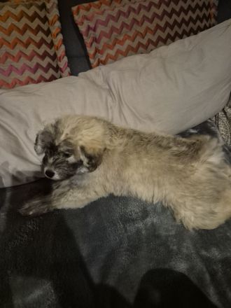 Doodle Toypudel und Pomsky Abgabebereit