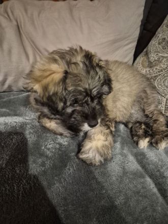 Doodle Toypudel und Pomsky Abgabebereit