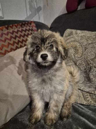 Doodle Toypudel und Pomsky Abgabebereit