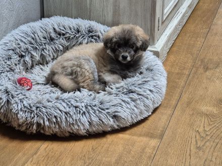 Doodle Toypudel und Pomsky Abgabebereit