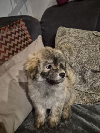 Doodle Toypudel und Pomsky Abgabebereit