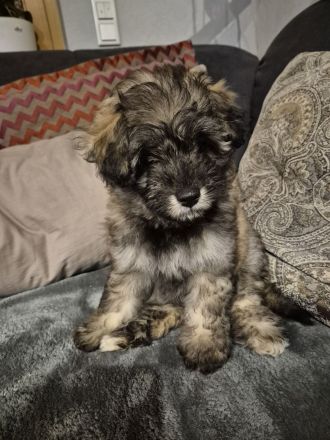 Doodle Toypudel und Pomsky Abgabebereit