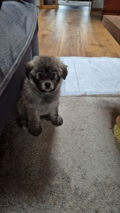 Doodle Toypudel und Pomsky Abgabebereit