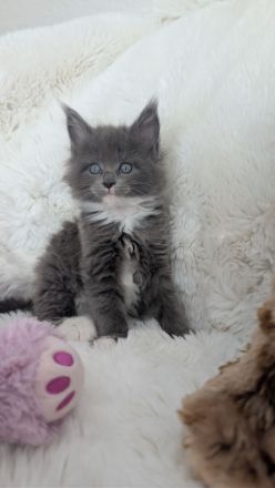 Maine Coon Kitten, Typvoll und Reinrassig