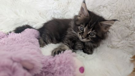 Maine Coon Kitten, Typvoll und Reinrassig