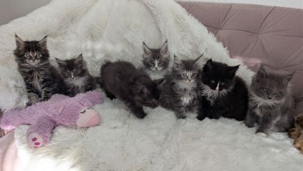Maine Coon Kitten, Typvoll und Reinrassig