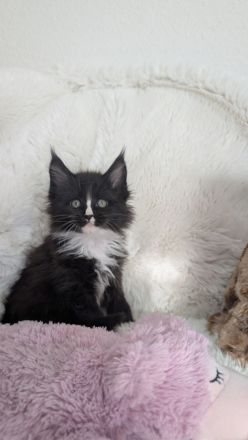 Maine Coon Kitten, Typvoll und Reinrassig