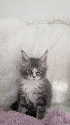 Maine Coon Kitten, Typvoll und Reinrassig