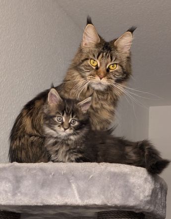 Maine Coon Kitten, Typvoll und Reinrassig
