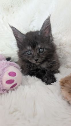 Maine Coon Kitten, Typvoll und Reinrassig