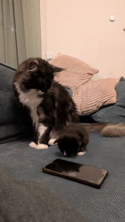 Maine Coon Kitten, Typvoll und Reinrassig