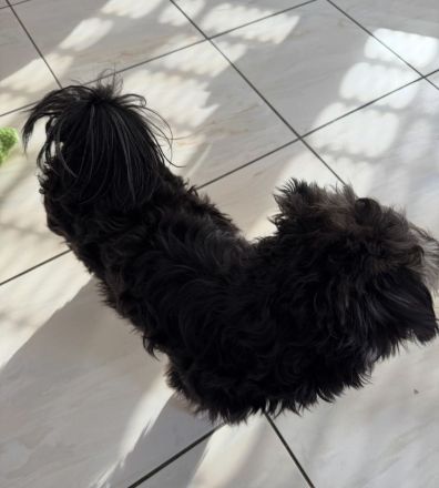 Yorkie-Pomeranian Mischling - 10 Monate - Liebevolles Zuhause gesucht