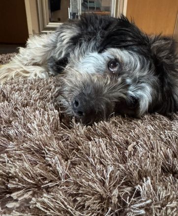 Yorkie-Pomeranian Mischling - 10 Monate - Liebevolles Zuhause gesucht