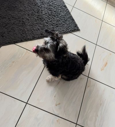 Yorkie-Pomeranian Mischling - 10 Monate - Liebevolles Zuhause gesucht