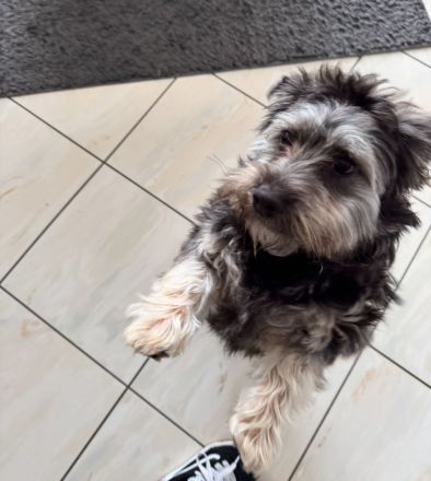 Yorkie-Pomeranian Mischling - 10 Monate - Liebevolles Zuhause gesucht