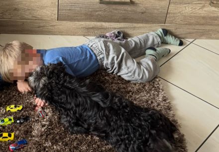 Yorkie-Pomeranian Mischling - 10 Monate - Liebevolles Zuhause gesucht