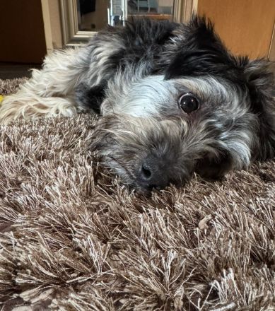 Yorkie-Pomeranian Mischling - 10 Monate - Liebevolles Zuhause gesucht