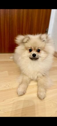 Junger Pomerania Braucht dringend ein Zuhause.