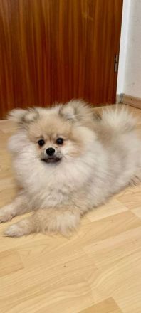 Junger Pomerania Braucht dringend ein Zuhause.