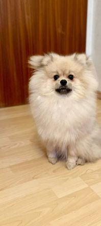 Junger Pomerania Braucht dringend ein Zuhause.