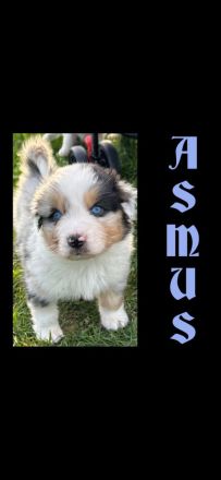 Standard Australian Shepherd-Welpen