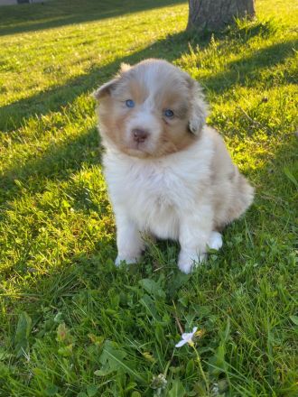 Standard Australian Shepherd-Welpen