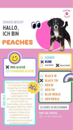 Miniature Australian Shepherd-Welpen