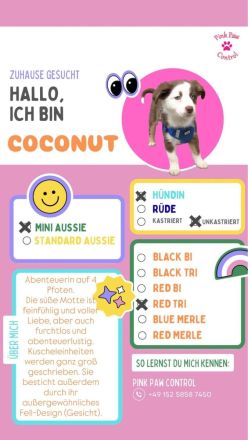 Miniature Australian Shepherd-Welpen